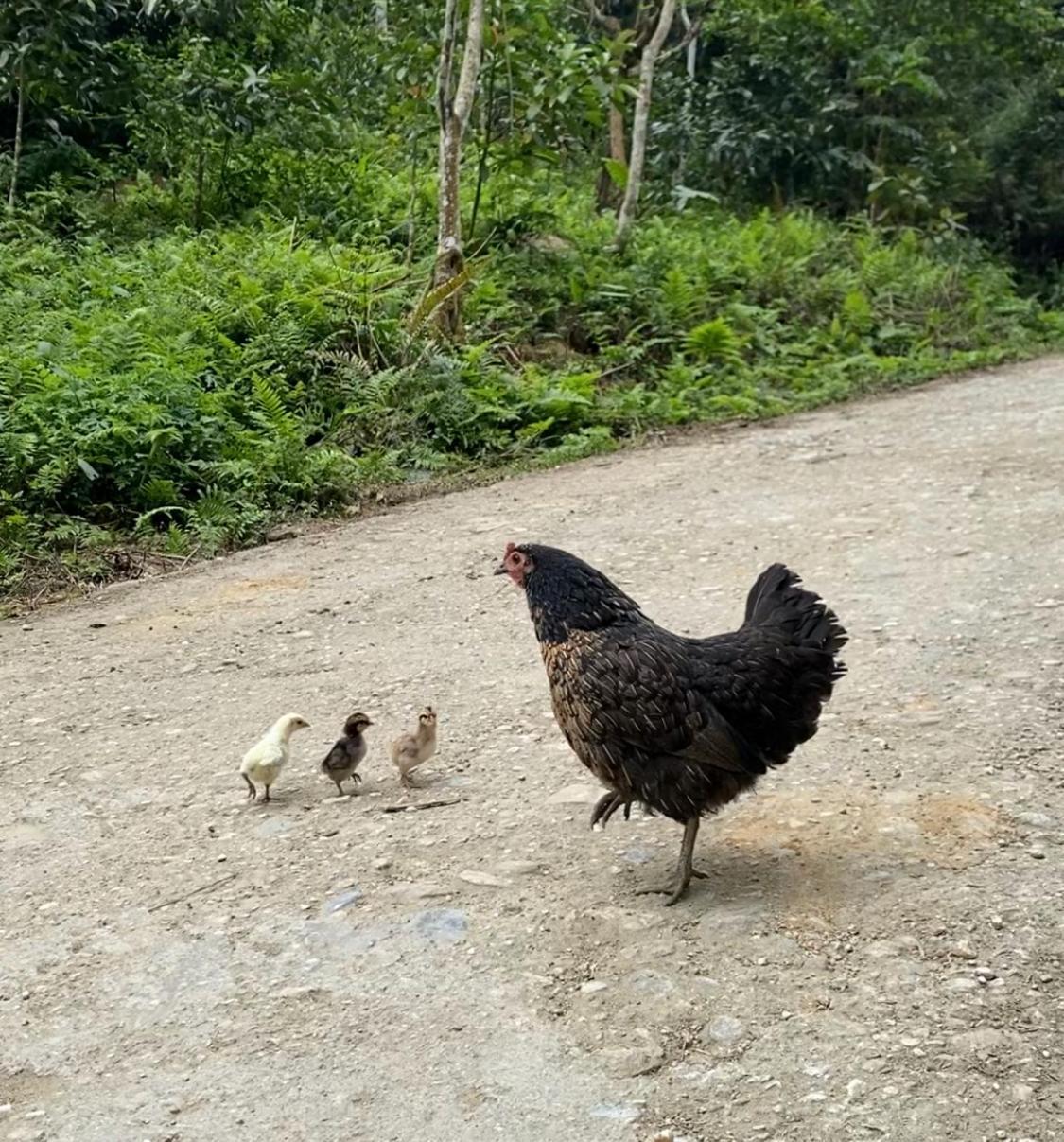 Bikki'S Jungle Homestay Ha Giang Bagian luar foto