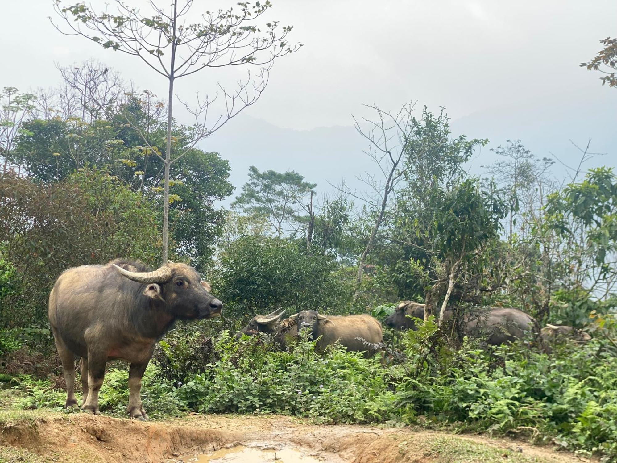 Bikki'S Jungle Homestay Ha Giang Bagian luar foto