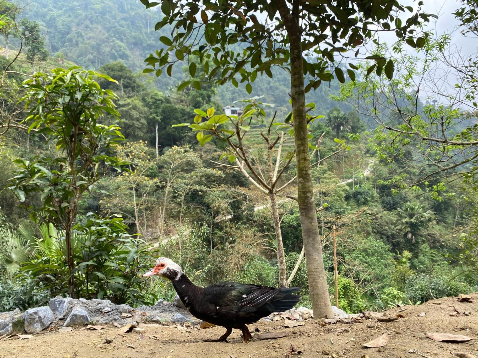 Bikki'S Jungle Homestay Ha Giang Bagian luar foto