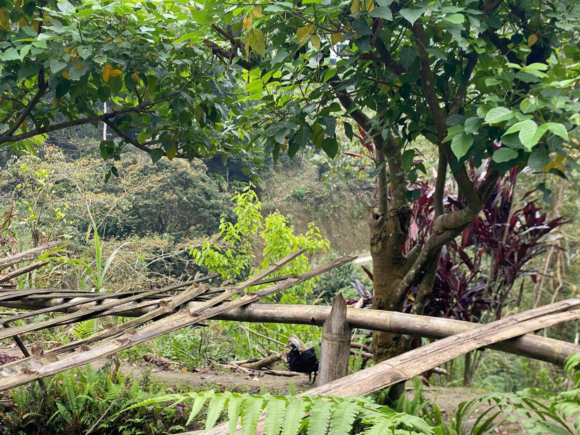 Bikki'S Jungle Homestay Ha Giang Bagian luar foto